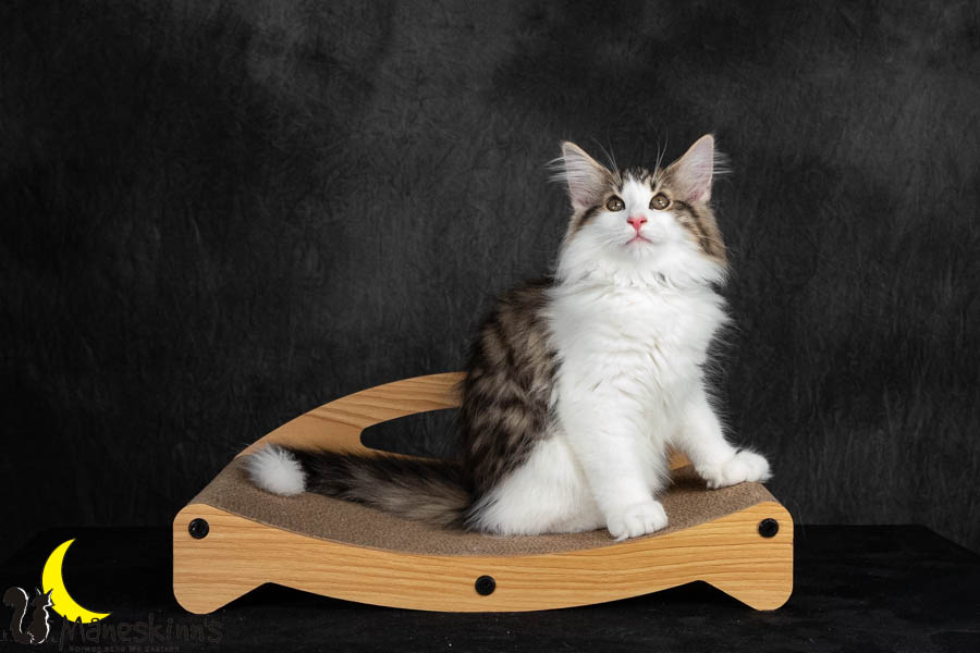 Valdor (91 Tage alt)