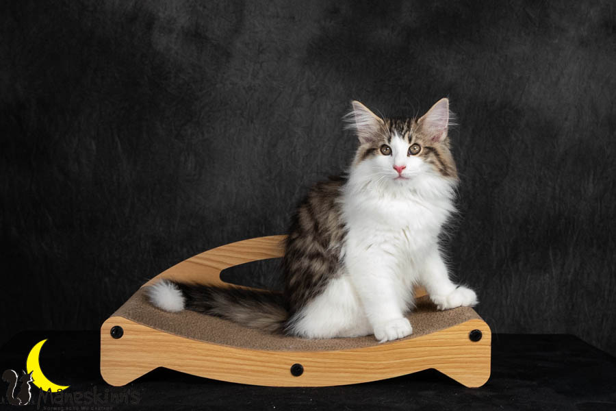 Valdor (91 Tage alt)