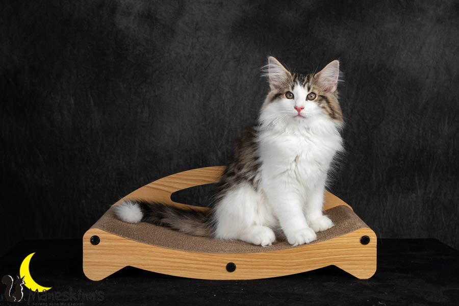 Valdor (91 Tage alt)