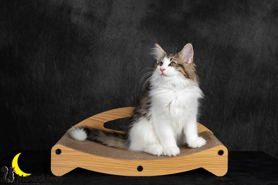 Valdor (91 Tage alt)