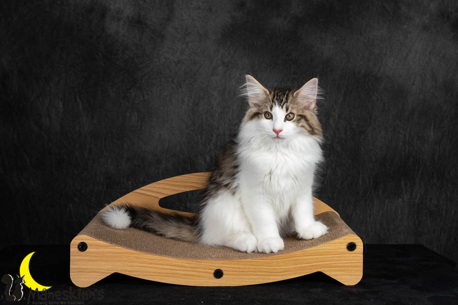 Valdor (91 Tage alt)