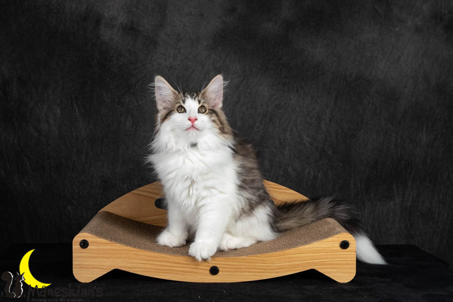 Valdor (91 Tage alt)