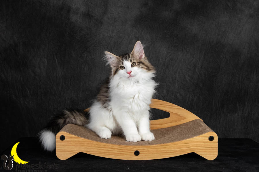 Valdor (91 Tage alt)