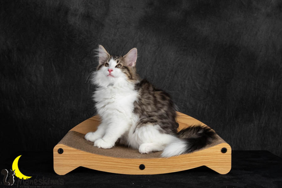 Valdor (91 Tage alt)