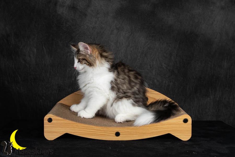 Valdor (91 Tage alt)