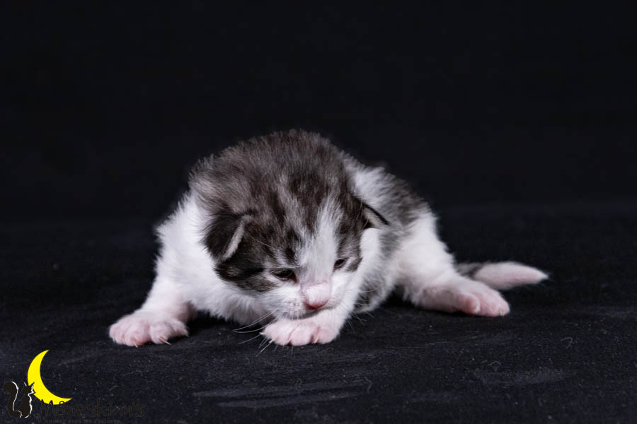 Waldur (14 Tage alt)