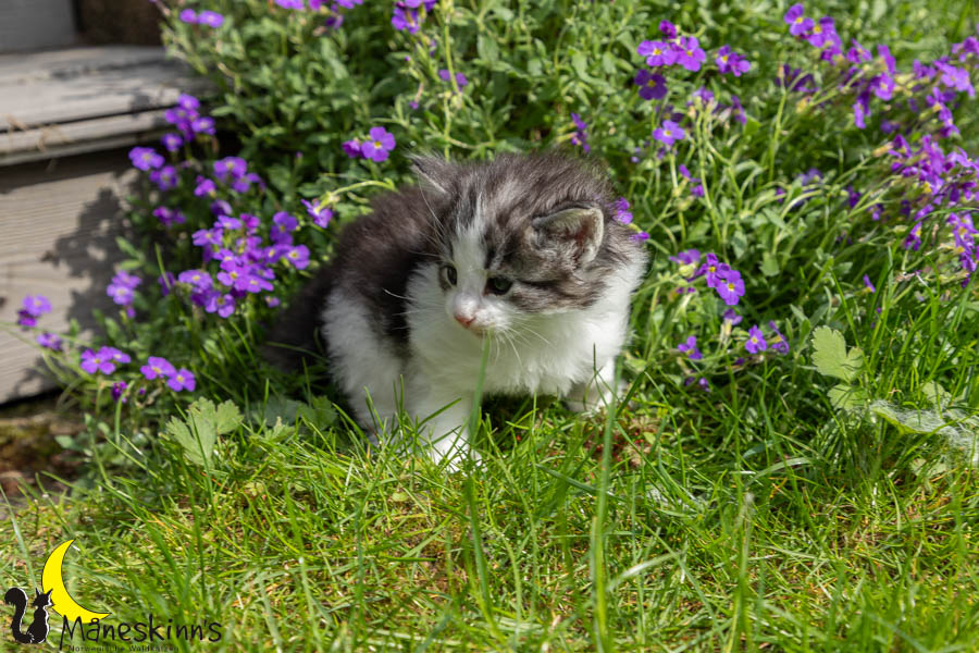 Waldur (29 Tage alt)