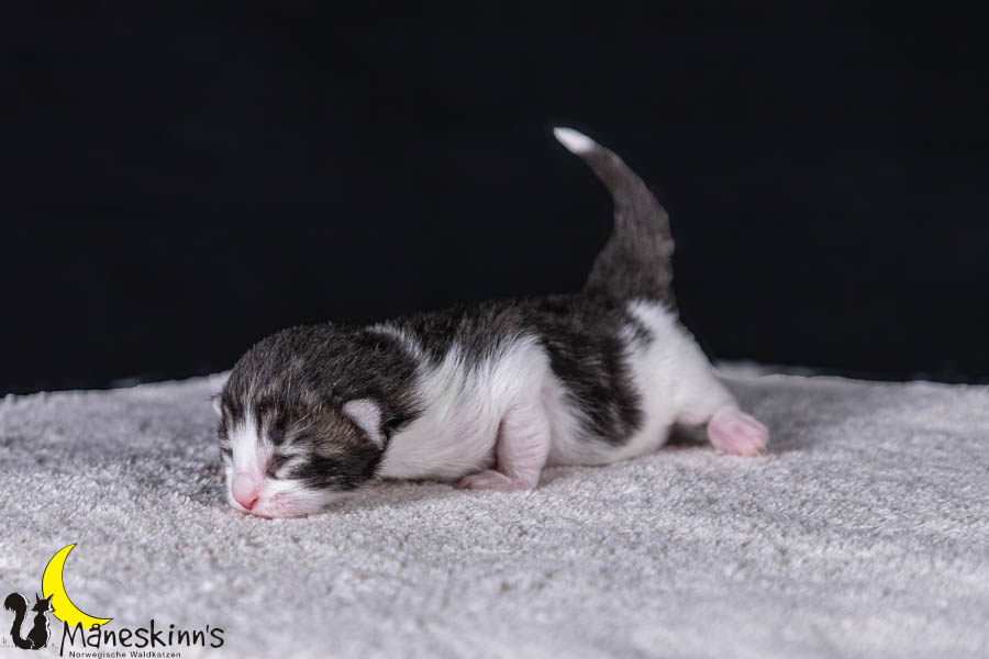 Wilma (7 Tage alt)