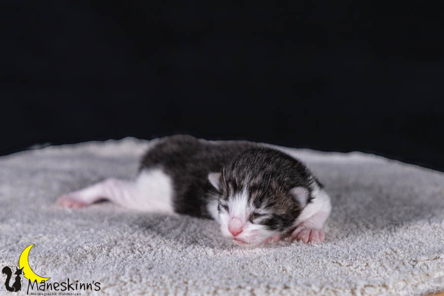 Wilma (7 Tage alt)