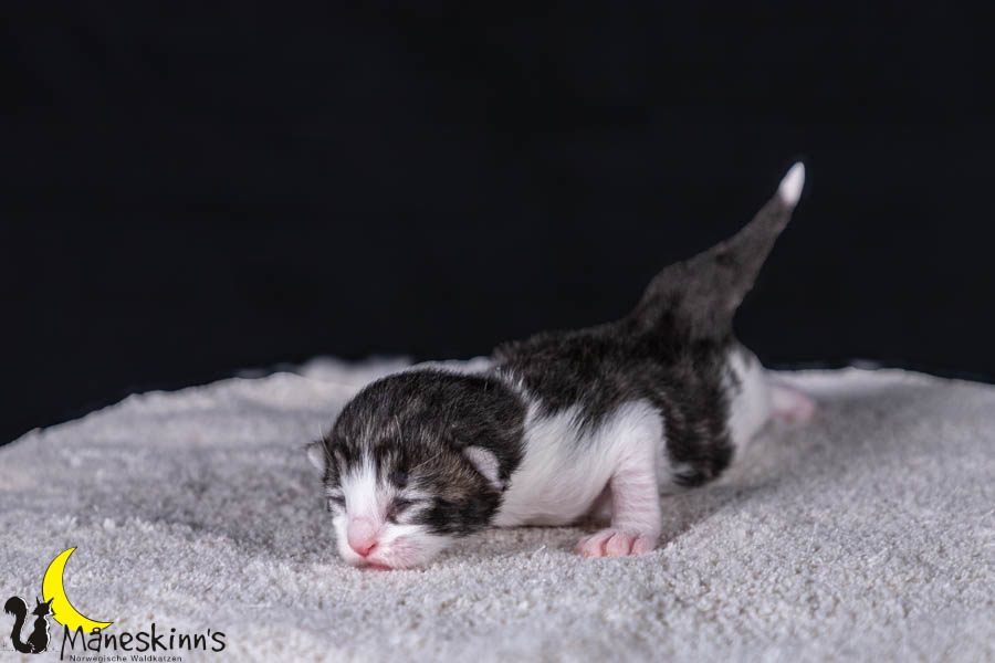 Wilma (7 Tage alt)