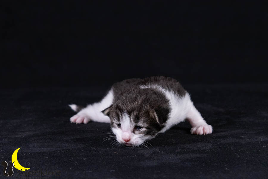 Wilma (14 Tage alt)