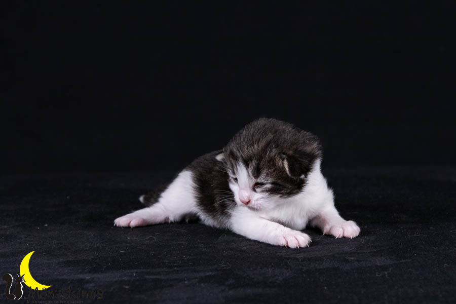 Wilma (14 Tage alt)