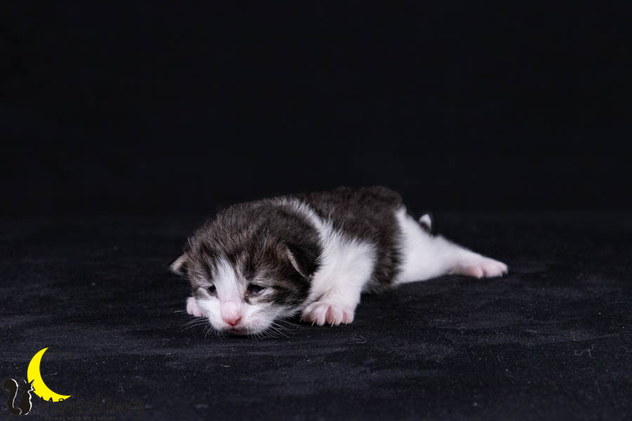 Wilma (14 Tage alt)