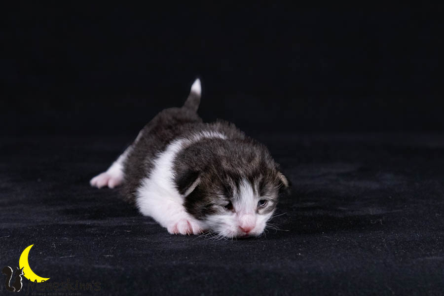 Wilma (14 Tage alt)