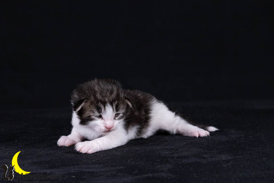 Wilma (14 Tage alt)