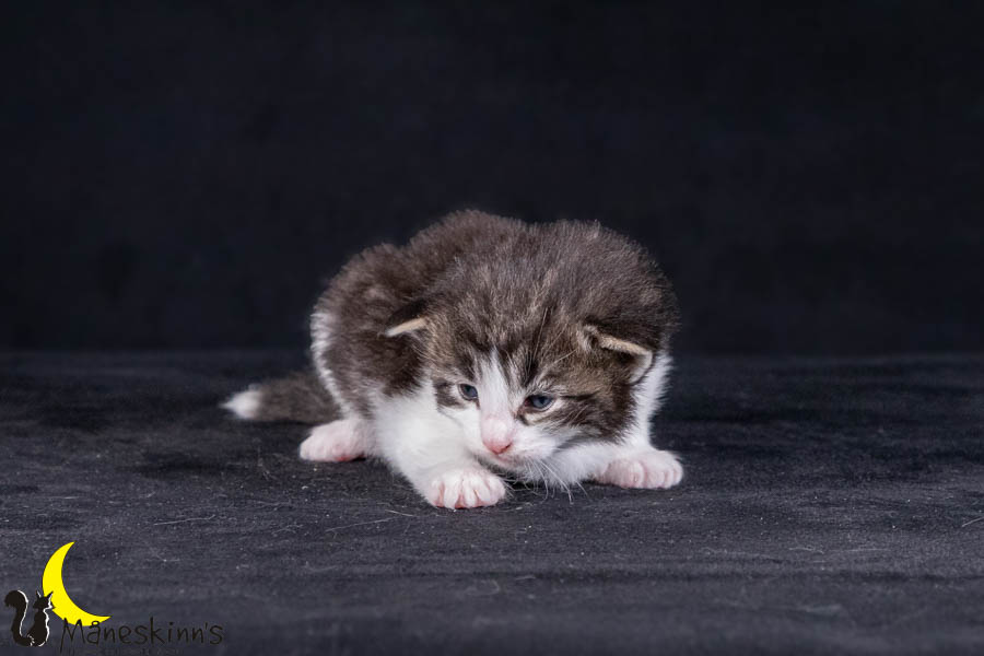 Wilma (21 Tage alt)