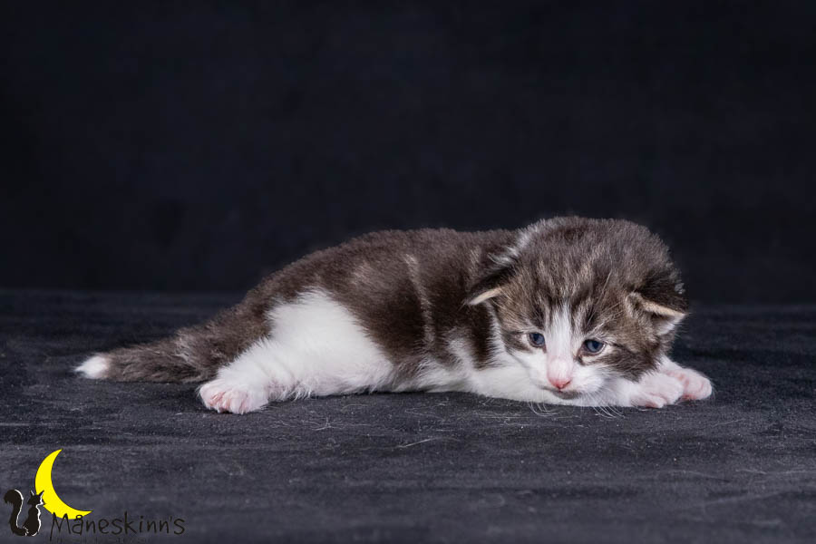 Wilma (21 Tage alt)