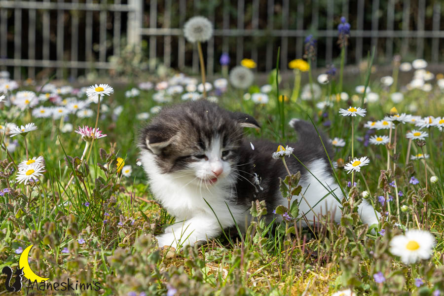 Wilma (29 Tage alt)