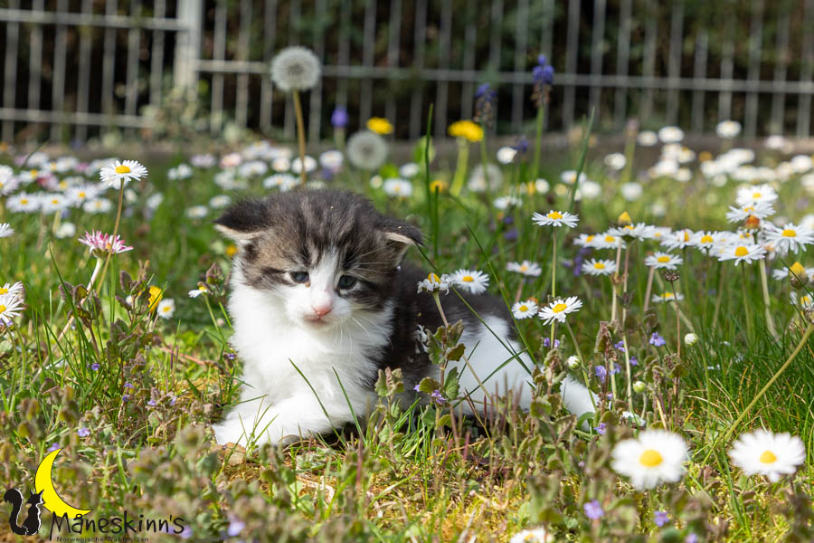 Wilma (29 Tage alt)