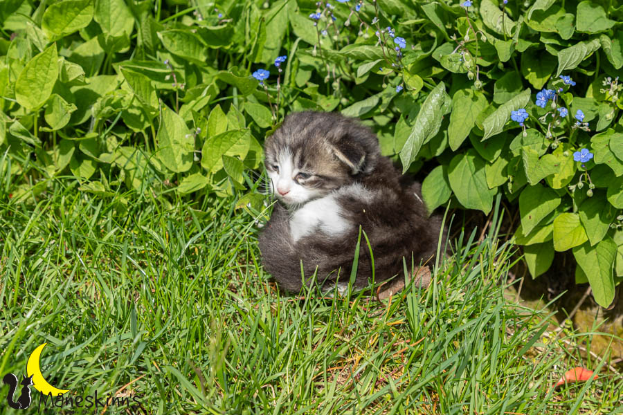 Wilma (29 Tage alt)