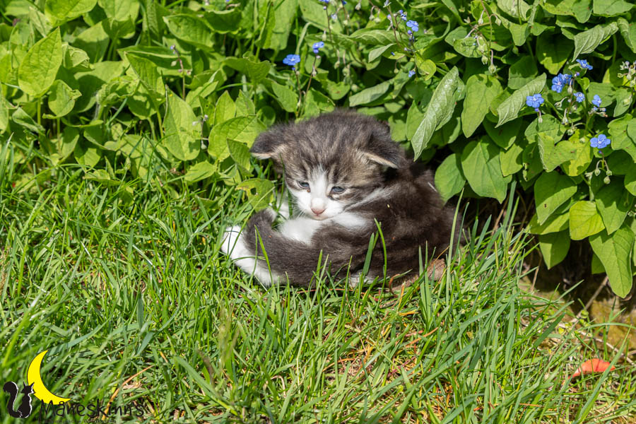 Wilma (29 Tage alt)