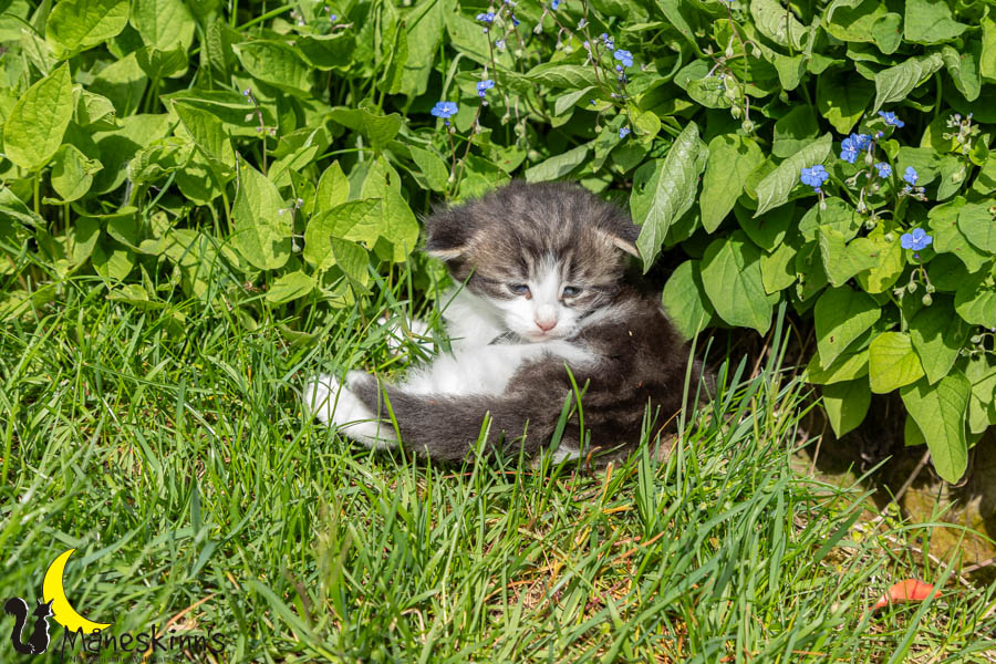 Wilma (29 Tage alt)