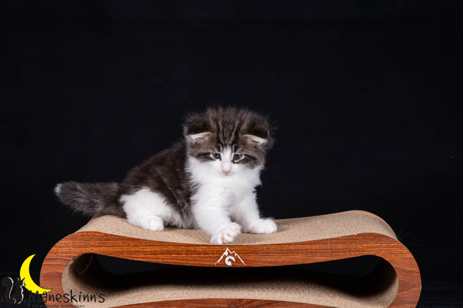 Wilma (42 Tage alt)