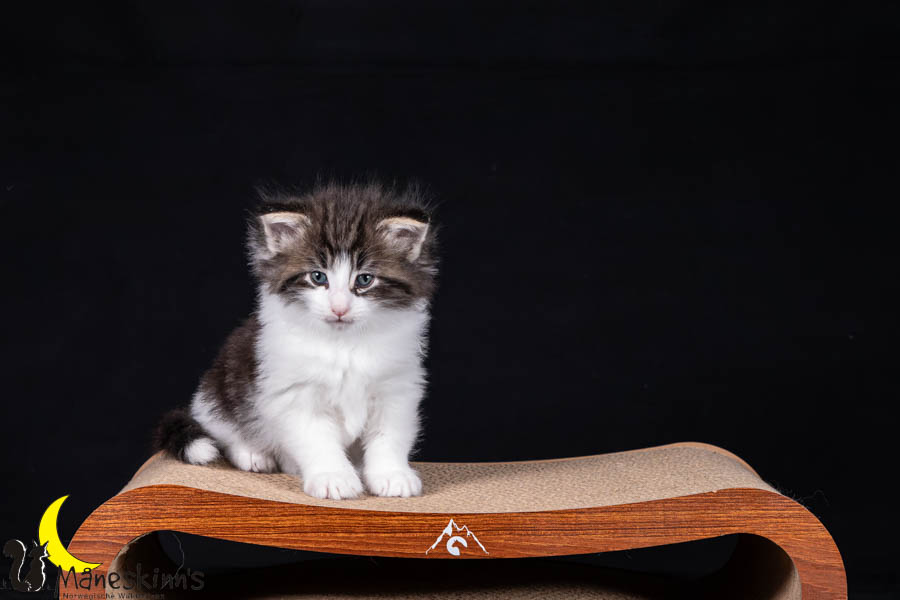 Wilma (42 Tage alt)