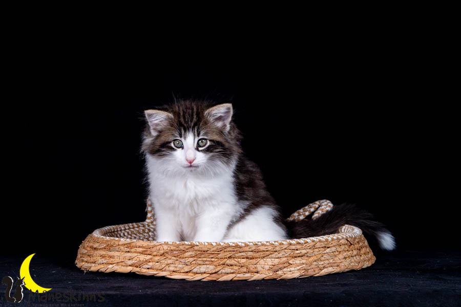 Wilma (63 Tage alt)