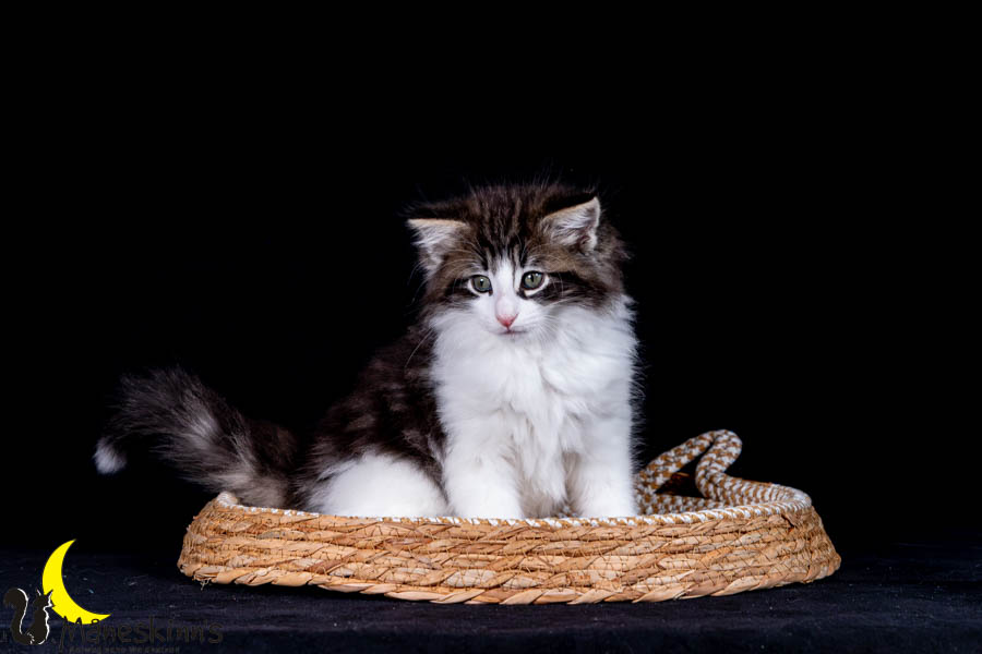 Wilma (63 Tage alt)