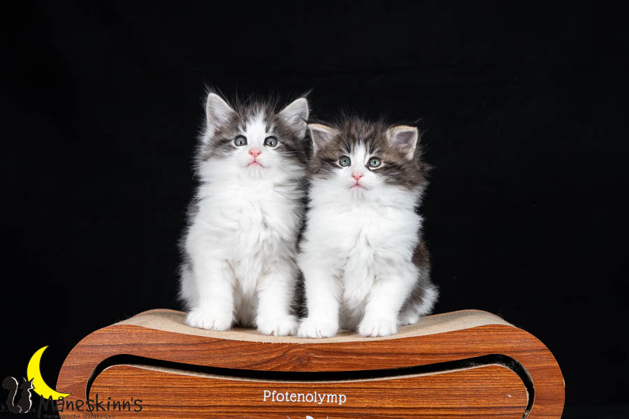 Waldur & Wilma