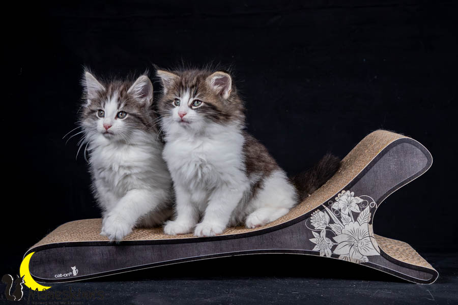 Waldur & Wilma