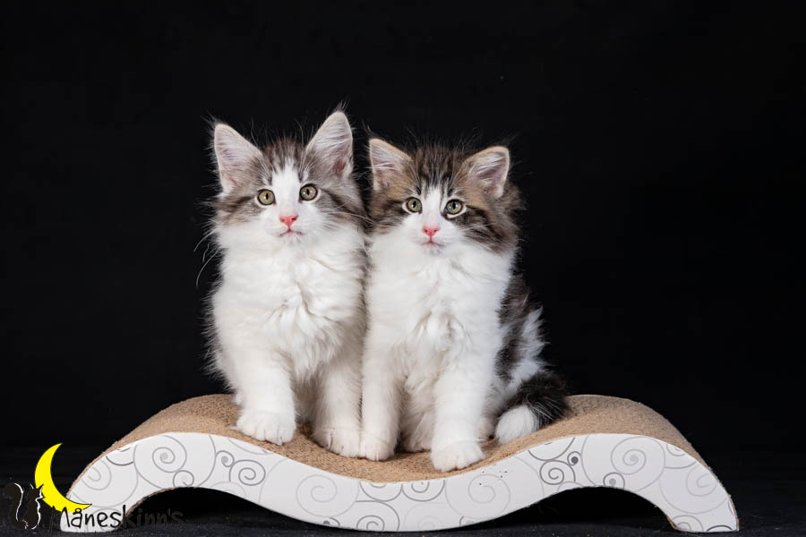 Waldur & Wilma