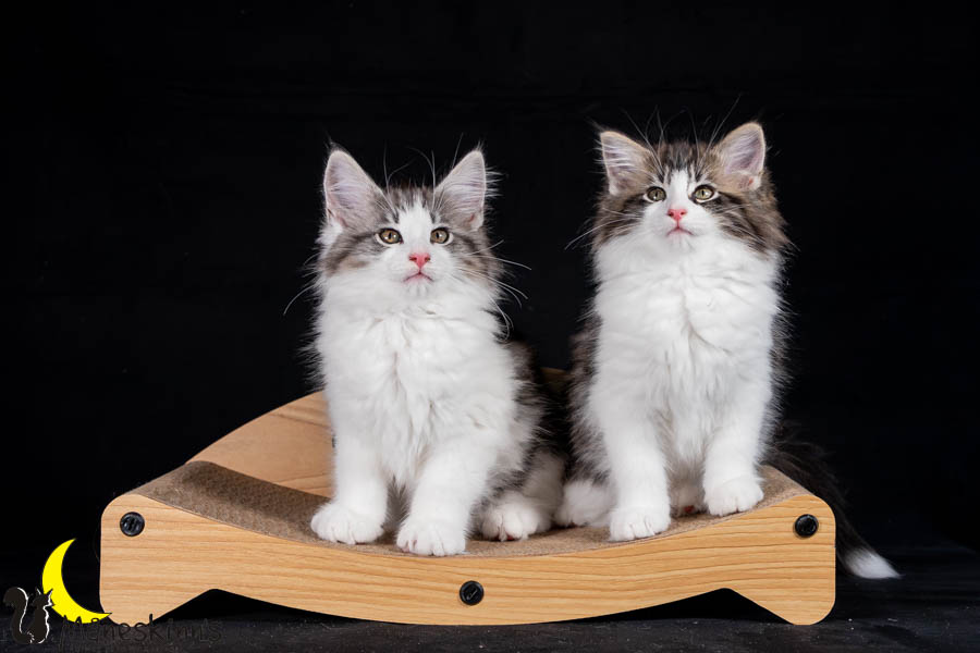 Waldur & Wilma