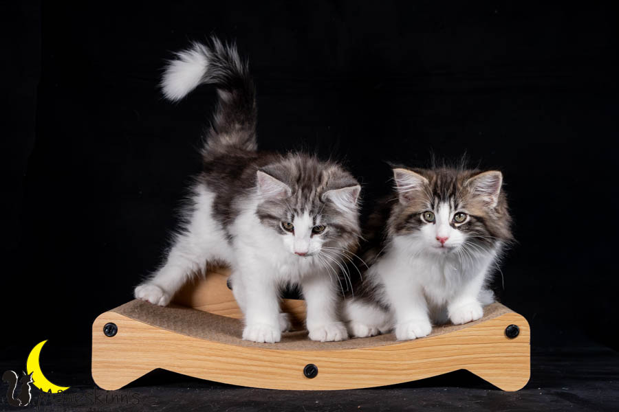 Waldur & Wilma