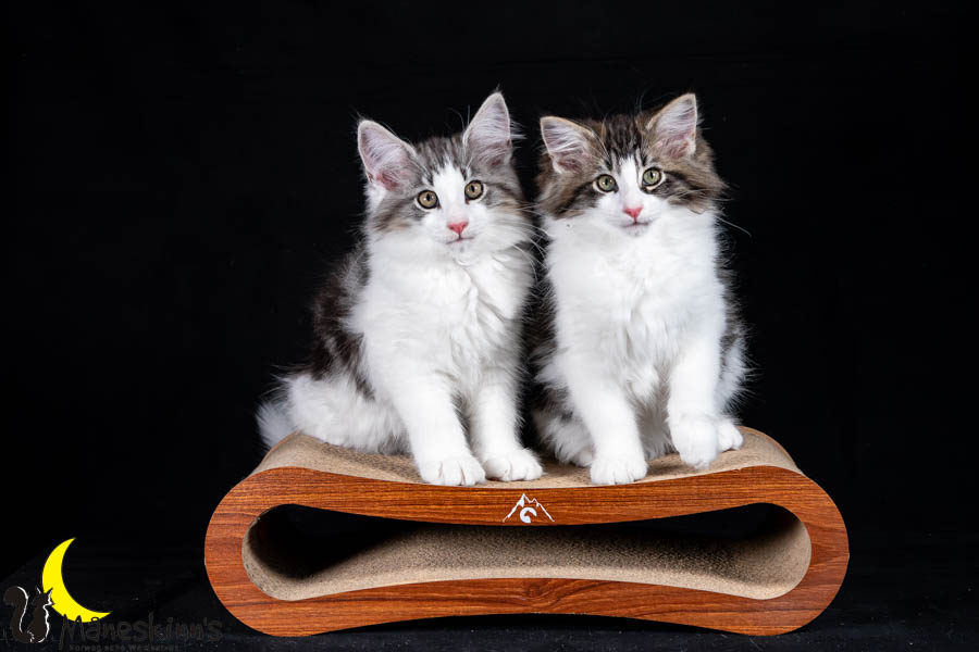 Waldur & Wilma