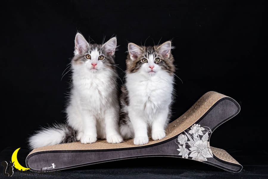 Waldur & Wilma