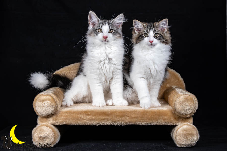 Waldur & Wilma