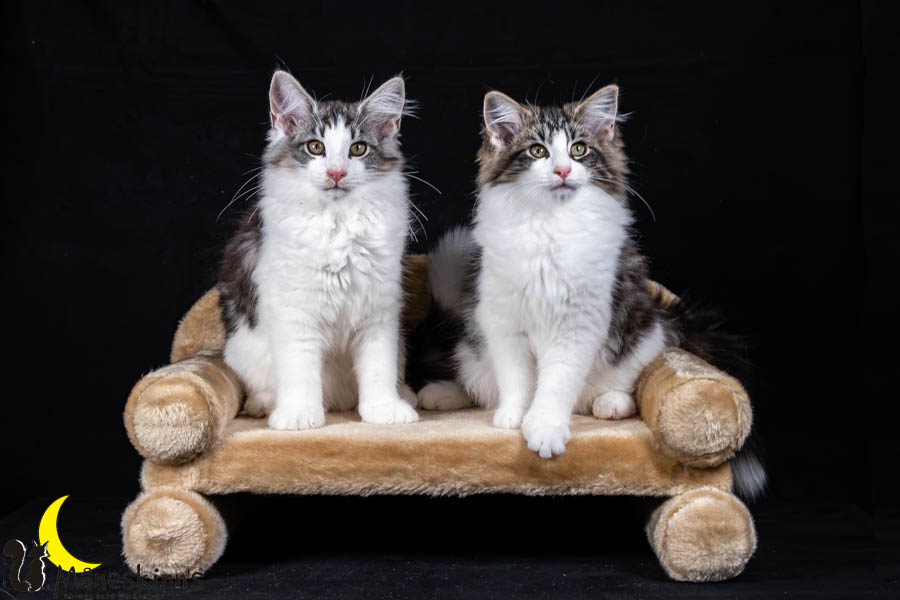 Waldur & Wilma