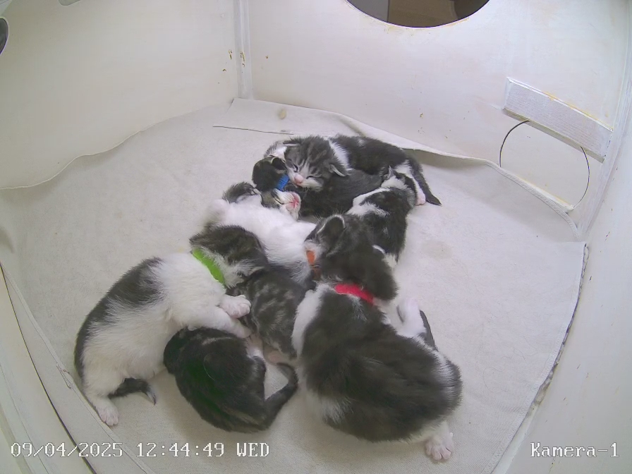 Webcam von Wurf U und V Webcam von Wurf U und V